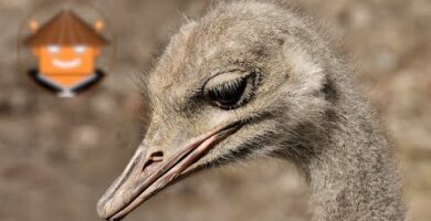 Avestruz: Descubre su fascinante mundo en National Geographic