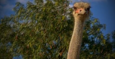 Cria de avestruces: todo sobre su cuidado y beneficios