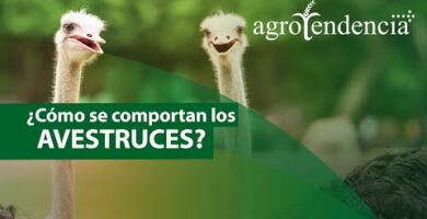 Instalaciones para avestruces: todo lo que necesitas saber