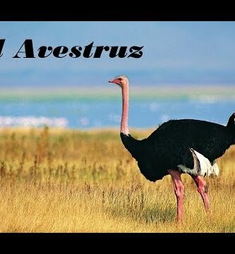 Características de las avestruces: Todo lo que necesitas saber