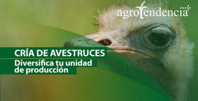 Guía para criar avestruces: consejos esenciales y mejores prácticas