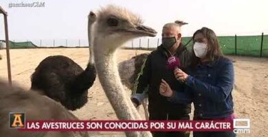 Granjas de avestruces en Andalucía: Descubre el fascinante mundo de estas majestuosas aves