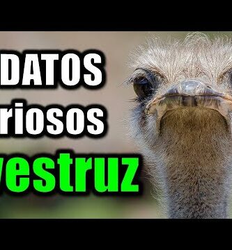 Todo lo que necesitas saber sobre las avestruces